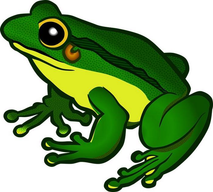 O primeiro animal que você enxergar revelará suas características mais intensas - primeiro animal O primeiro animal que você enxergar revelará suas características mais intensas