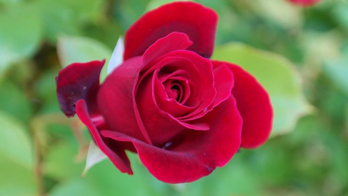 A flor do seu aniversário vai revelar quem você realmente é 7