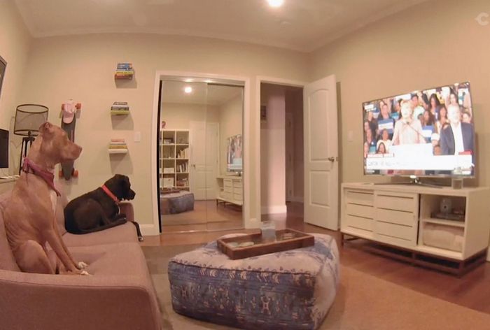 17 animais de estimação que provam que são os mestres da surpresa 4