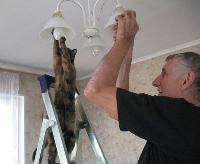 17 animais de estimação que provam que são os mestres da surpresa 5