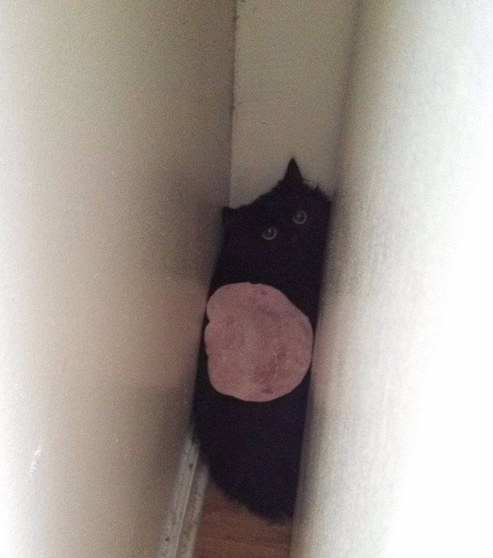 17 animais de estimação que provam que são os mestres da surpresa 6