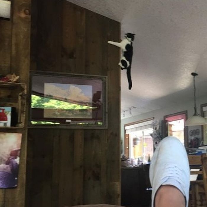 17 animais de estimação que provam que são os mestres da surpresa 12