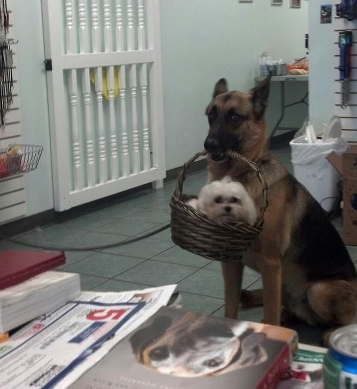 17 animais de estimação que provam que são os mestres da surpresa 16