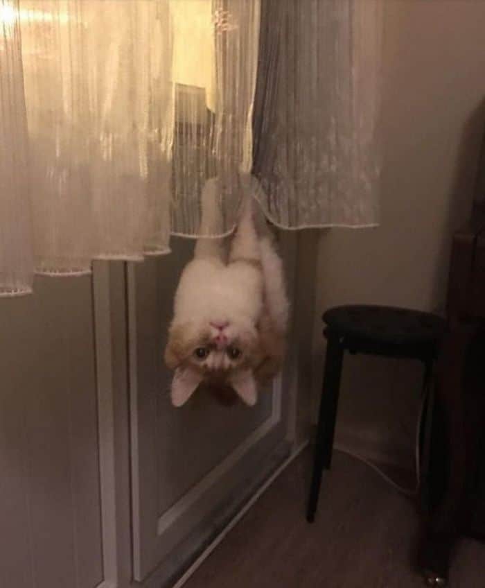 17 animais de estimação que provam que são os mestres da surpresa 17