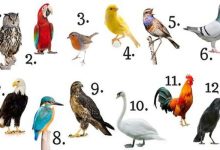 O que a ave do seu mês diz a seu respeito?