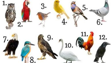 O que a ave do seu mês diz a seu respeito?