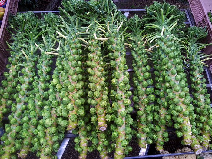 70 curiosidades que parecem fake news, mas são 100% verdadeiros 1