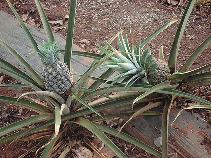 70 curiosidades que parecem fake news, mas são 100% verdadeiros 2