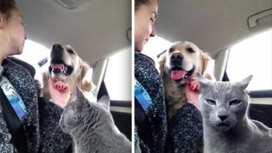 18 gatos excessivamente dramáticos 21