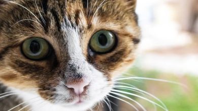 10 grandes lições de vida que podemos aprender com nossos gatos