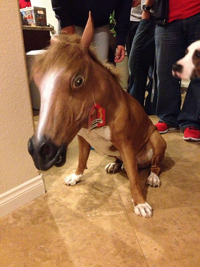 As pessoas ao redor do mundo curtindo a vida em máscaras de cavalo 8