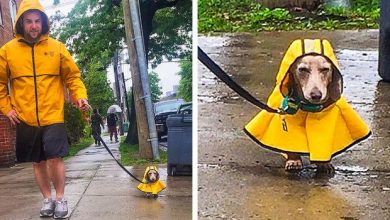20 pessoas que ama seus animais de estimação 18
