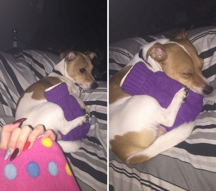 20 pessoas que ama seus animais de estimação 3