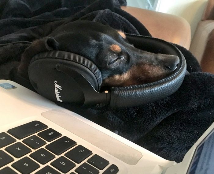 20 pessoas que ama seus animais de estimação 7