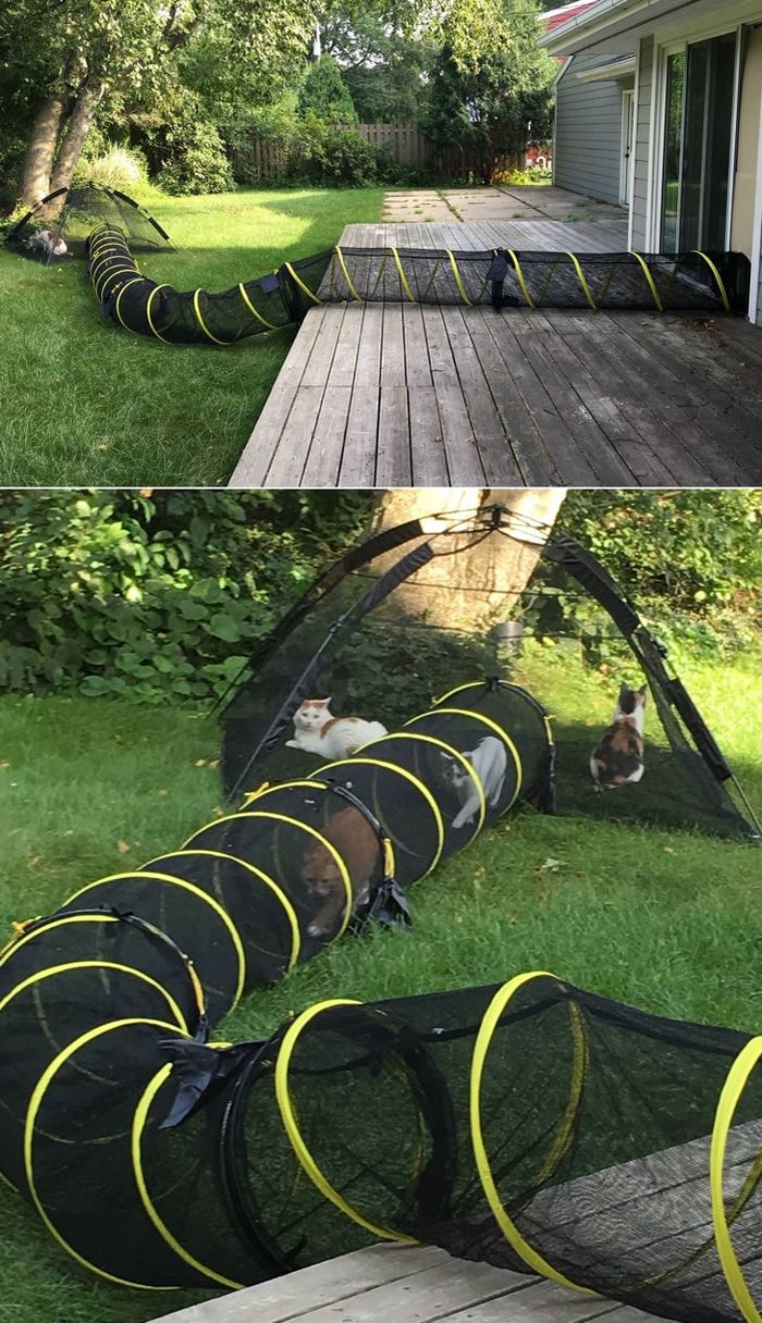 20 pessoas que ama seus animais de estimação 8