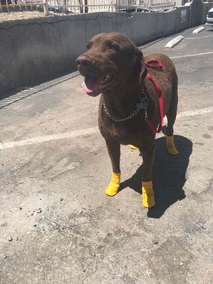 20 pessoas que ama seus animais de estimação 13