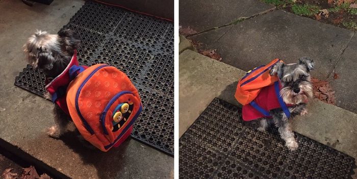 20 pessoas que ama seus animais de estimação 19