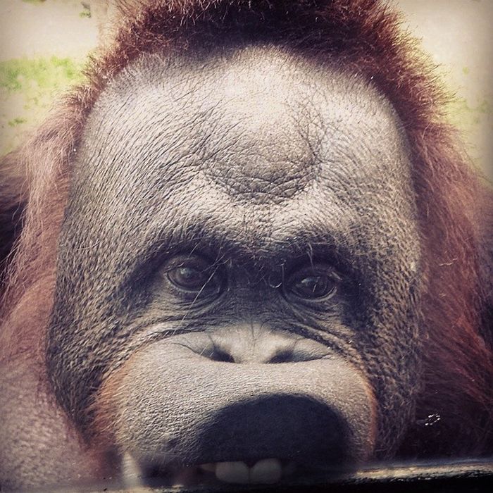 25 animais que adora lamber vidros que vão fazer você morrer de rir 6