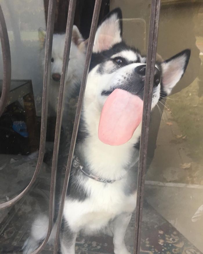 25 animais que adora lamber vidros que vão fazer você morrer de rir 8