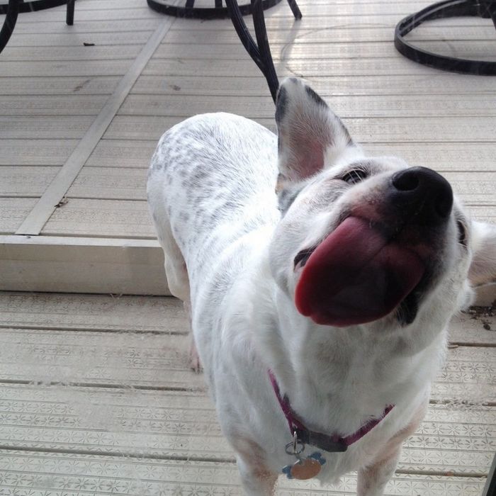 25 animais que adora lamber vidros que vão fazer você morrer de rir 9