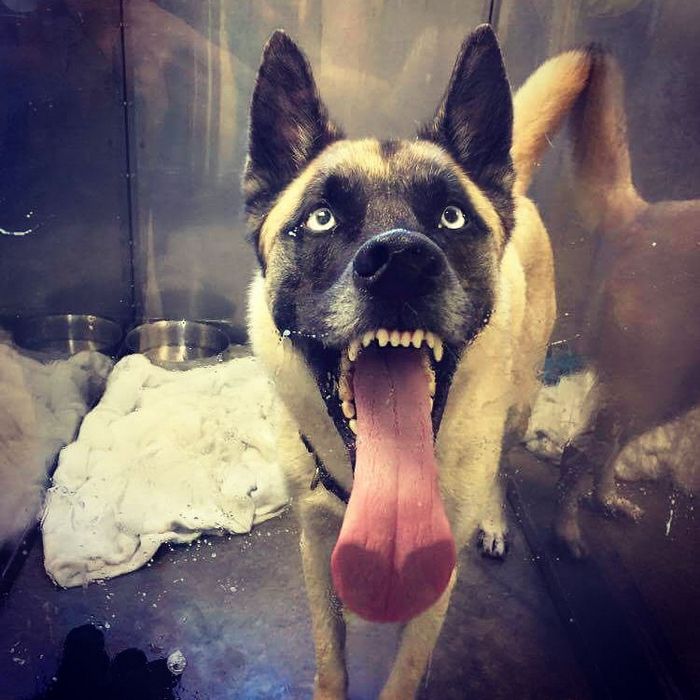 25 animais que adora lamber vidros que vão fazer você morrer de rir 10