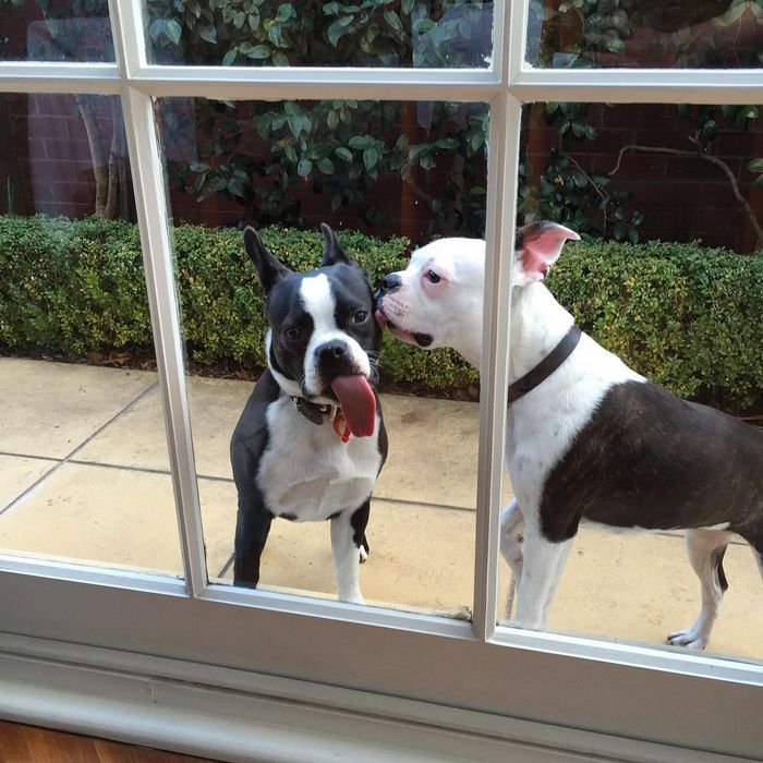 25 animais que adora lamber vidros que vão fazer você morrer de rir 12