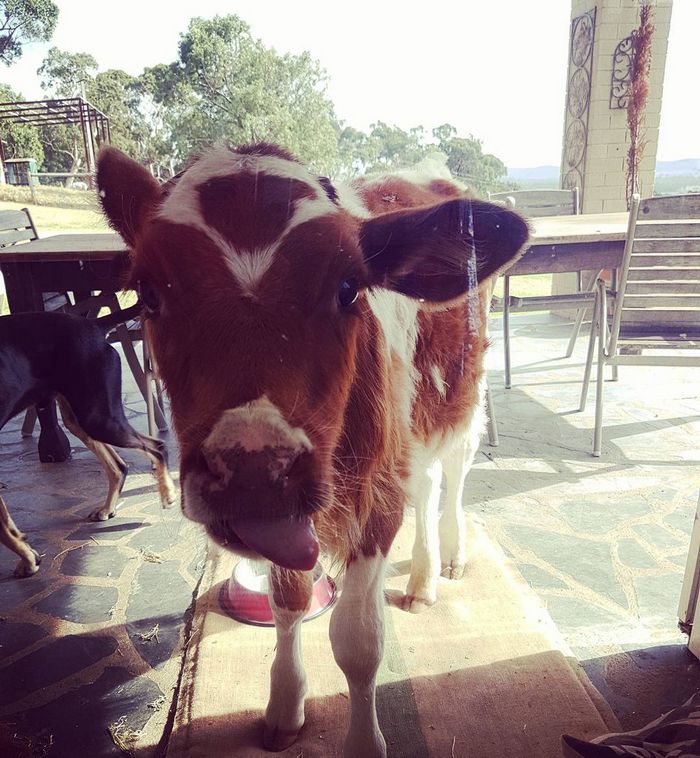 25 animais que adora lamber vidros que vão fazer você morrer de rir 14