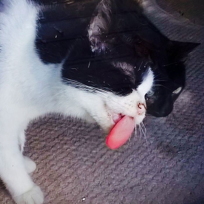 25 animais que adora lamber vidros que vão fazer você morrer de rir 15