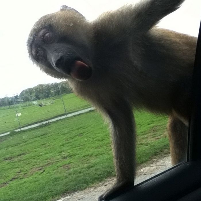 25 animais que adora lamber vidros que vão fazer você morrer de rir 16