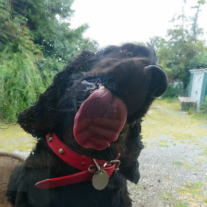 25 animais que adora lamber vidros que vão fazer você morrer de rir 18