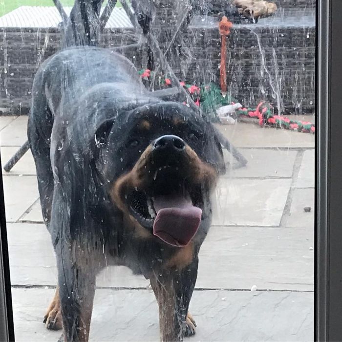 25 animais que adora lamber vidros que vão fazer você morrer de rir 19