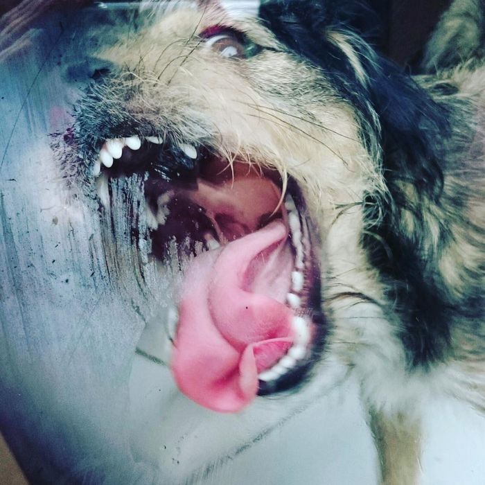 25 animais que adora lamber vidros que vão fazer você morrer de rir 22