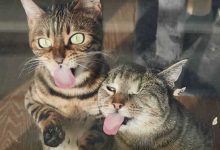 25 animais que adora lamber vidros que vão fazer você morrer de rir 15