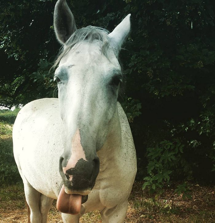 25 animais que adora lamber vidros que vão fazer você morrer de rir 23