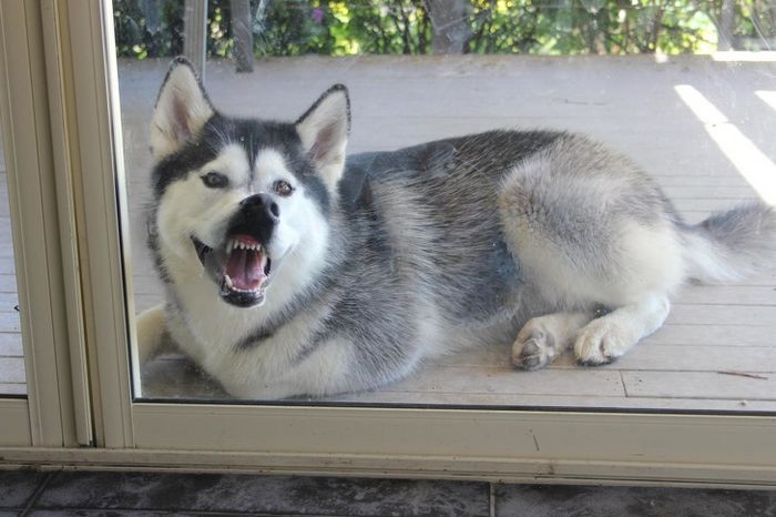 25 animais que adora lamber vidros que vão fazer você morrer de rir 24