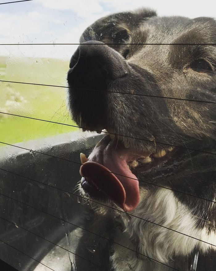 25 animais que adora lamber vidros que vão fazer você morrer de rir 25