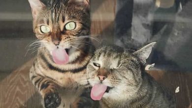 25 animais que adora lamber vidros que vão fazer você morrer de rir 54