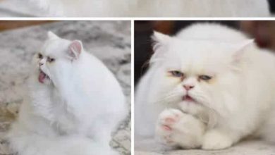 25 fotos de animais de estimação de um jeito único e hilário 7