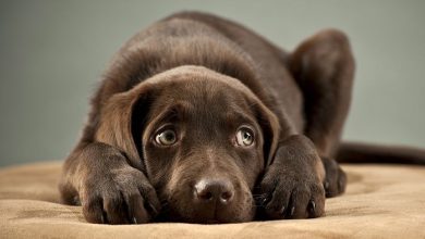 9 incríveis coisas que nossos cachorros podem prever 4