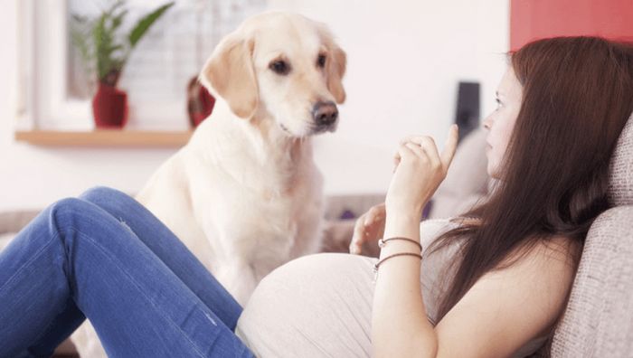9 incríveis coisas que nossos cachorros podem prever 6