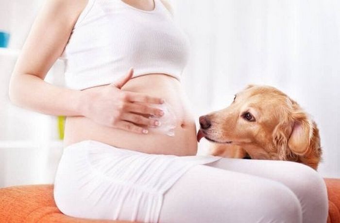 9 incríveis coisas que nossos cachorros podem prever 7