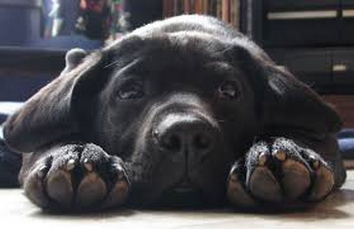 9 incríveis coisas que nossos cachorros podem prever 9