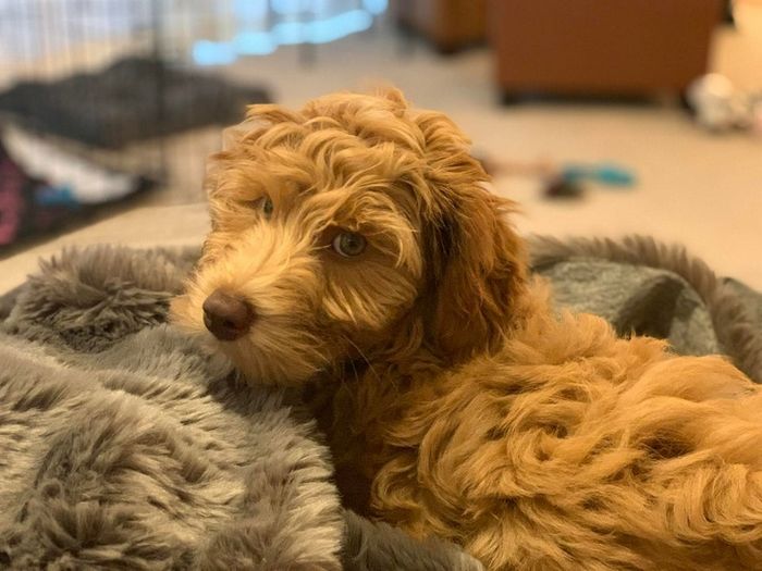 22 misturas de cachorros que deram certo 1