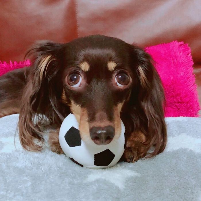 22 misturas de cachorros que deram certo 2