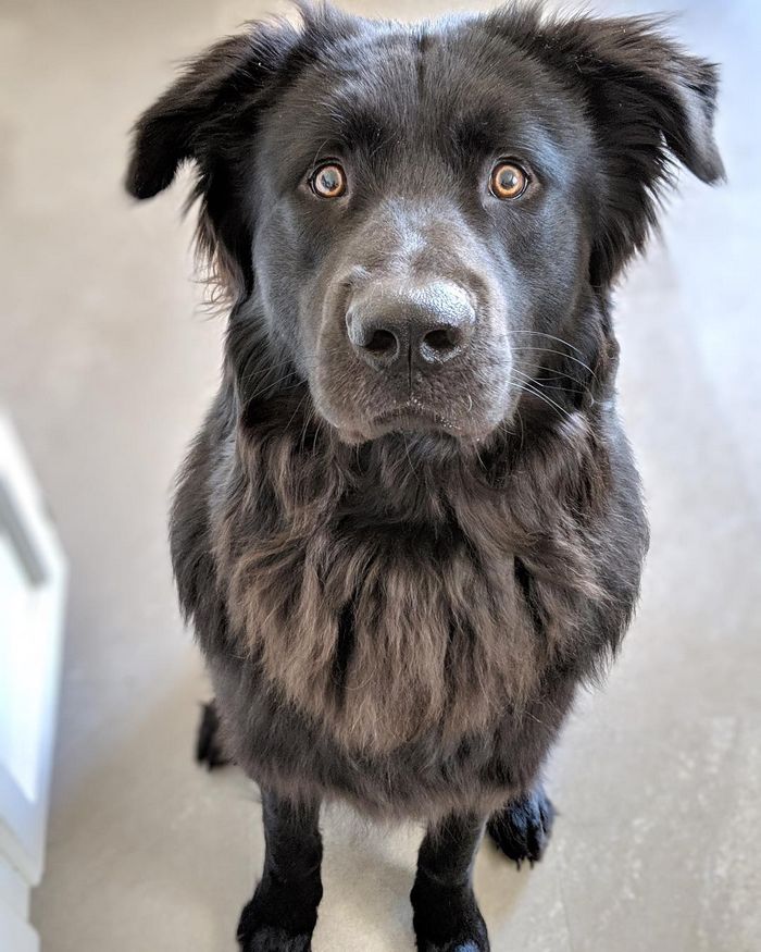 22 misturas de cachorros que deram certo 4