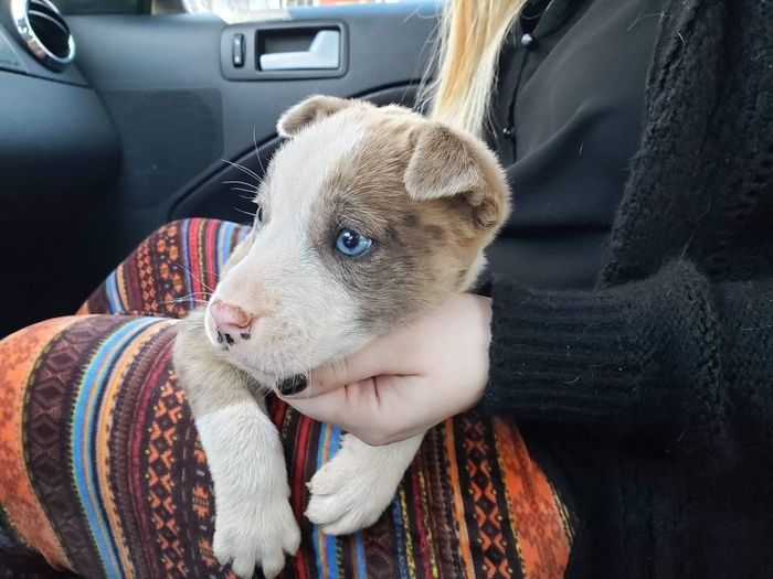 22 misturas de cachorros que deram certo 5