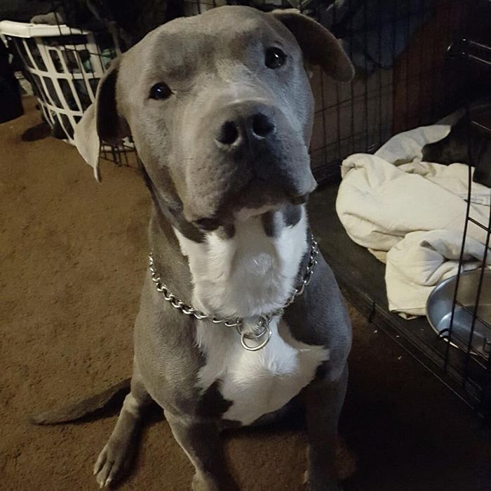 22 misturas de cachorros que deram certo 6