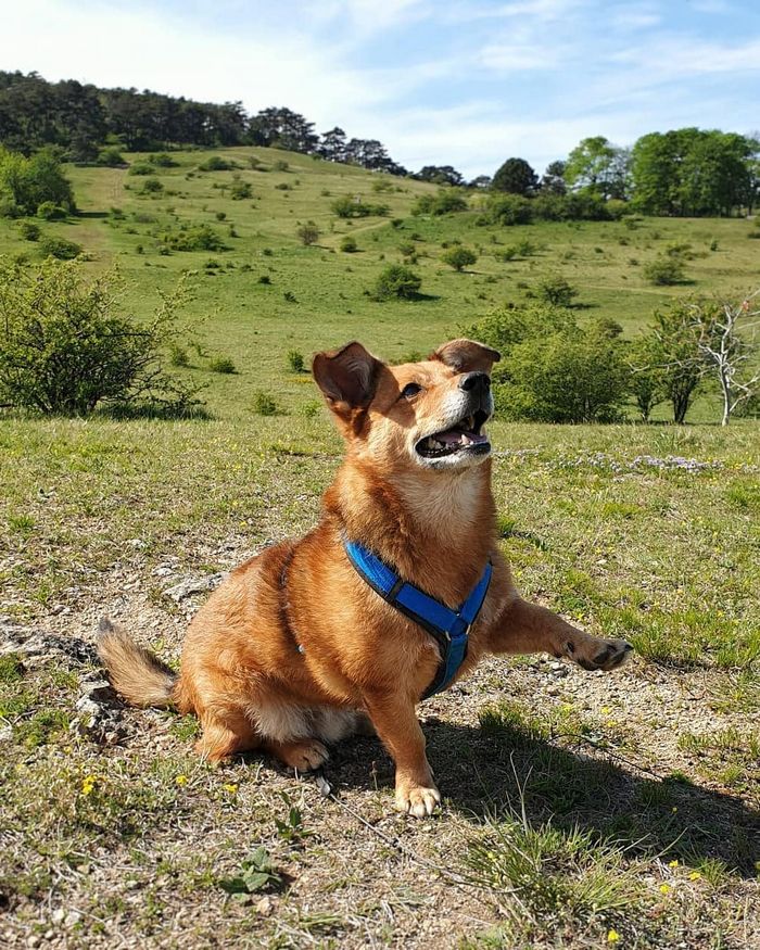 22 misturas de cachorros que deram certo 7