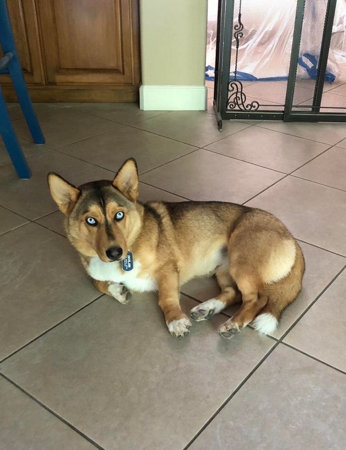 22 misturas de cachorros que deram certo 9