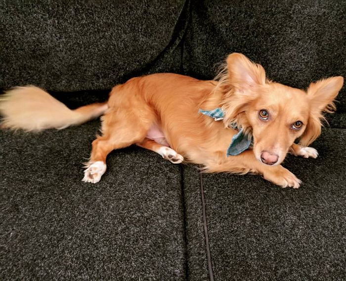 22 misturas de cachorros que deram certo 10